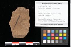 Foto (Objekt + Etikett) von Peridermium palaeopini Ettingshausen (NHMW-GEO-2024-0188-0006)